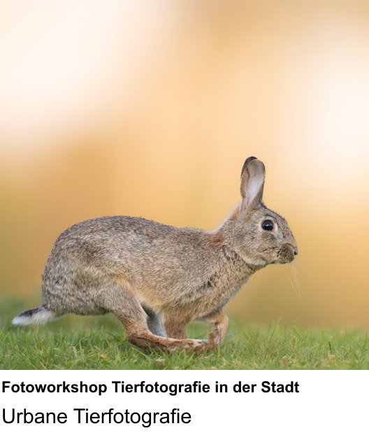 Kamera-Fotokurs in Bonn: Fotoworkshop Tierfotografie in der Stadt