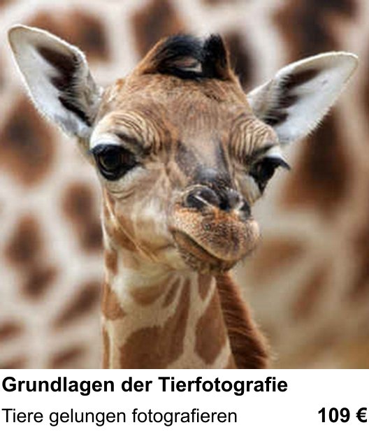 Kamera-Fotokurs in Bonn: Grundlagen der Tierfotografie