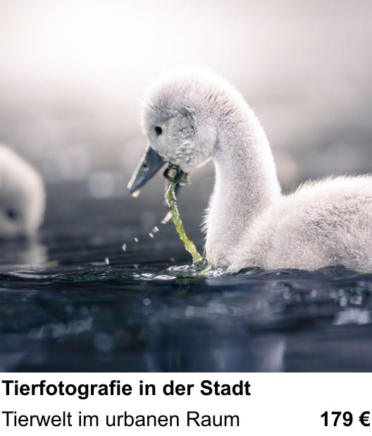 Kamera-Fotokurs in Bonn: Tierfotografie in der Stadt