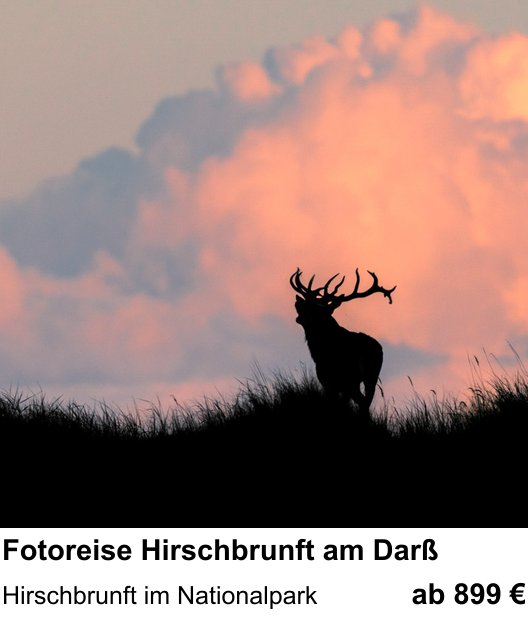 Intensiver Foto-Workshop über Fotoreise Hirschbrunft am Darß: Hirschbrunft im Nationalpark