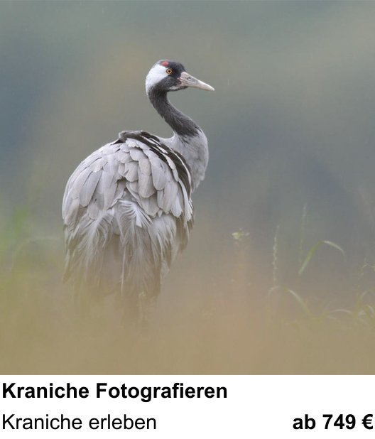 Intensiver Foto-Workshop über Kraniche Fotografieren: Kraniche erleben