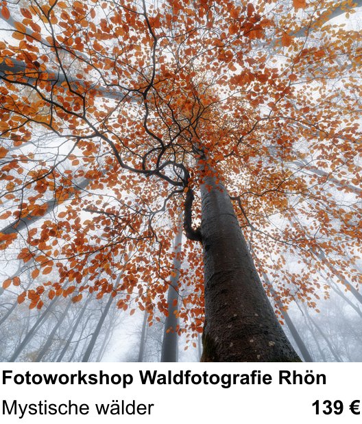 Intensiver Foto-Workshop über Fotoworkshop Waldfotografie Rhön: Mystische wälder