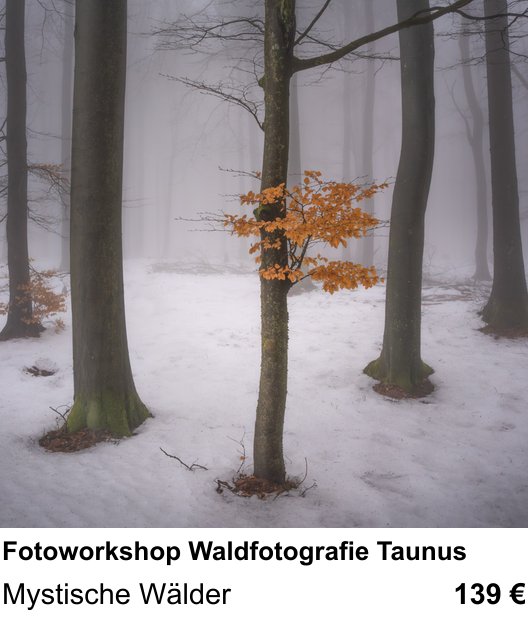 Intensiver Foto-Workshop über Fotoworkshop Waldfotografie Taunus: Mystische Wälder