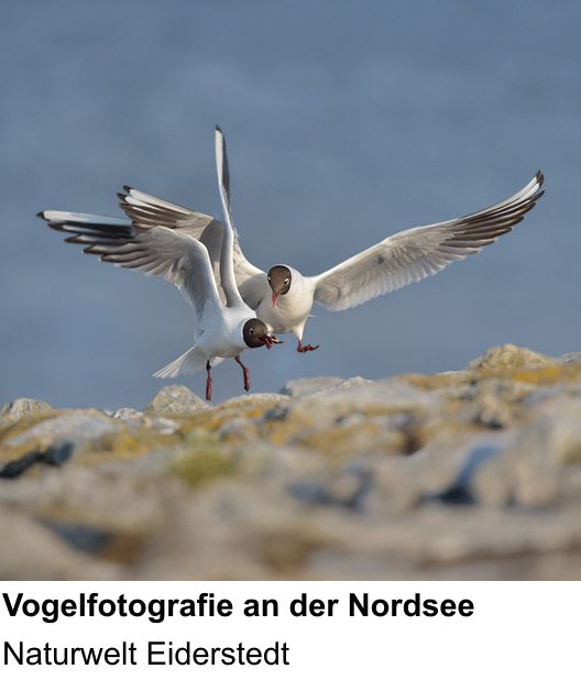 Intensiver Foto-Workshop über Naturfotografie an der Nordseeküste: Naturwelt Eiderstedt