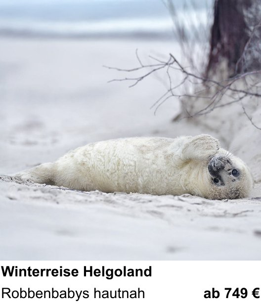 Intensiver Foto-Workshop über Robbenbabys im Helgoländer Winter: Robbenbabys hautnah