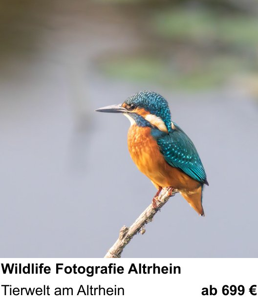 Intensiver Foto-Workshop über Wildlife Fotografie Altrhein: Tierwelt am Altrhein