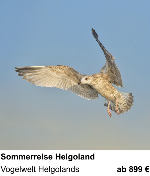 Intensiver Foto-Workshop über Helgoländer Vogelwelt im Sommer: Vogelwelt Helgolands